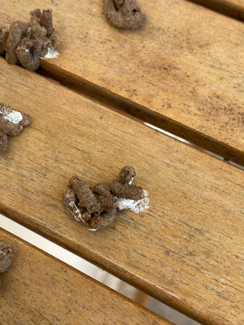 Escrementi strani sul balcone... di piccione